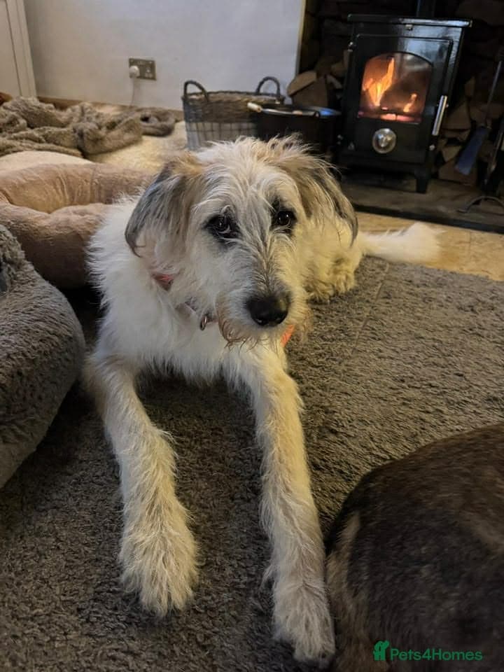 Kallie — Lurcher