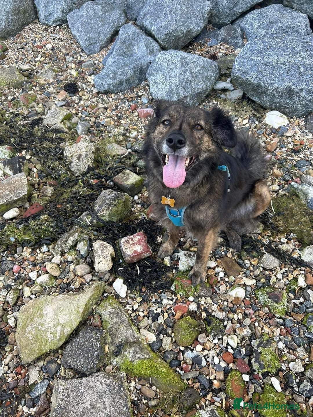 Meet Lenny, currently residing in Southsea photo 4