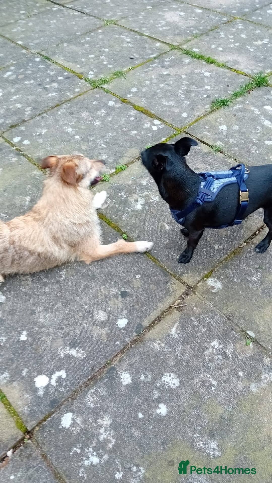 Meet Bitsy, currently residing in Wrexham photo 8