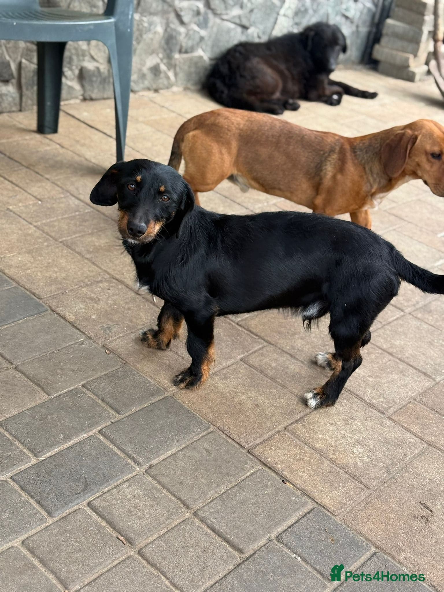 Lovely Cooper ready for his home! photo 15