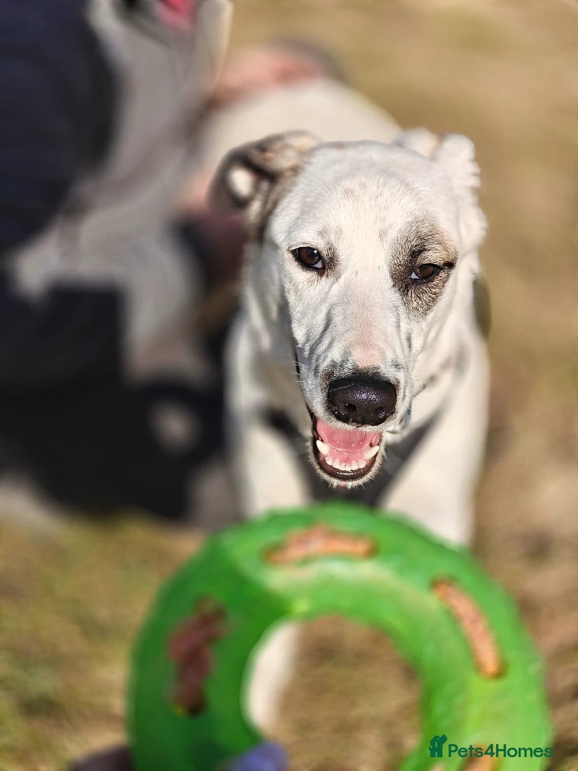 ️PLIAMKA❤️9-month-old loving and playful girl photo 16