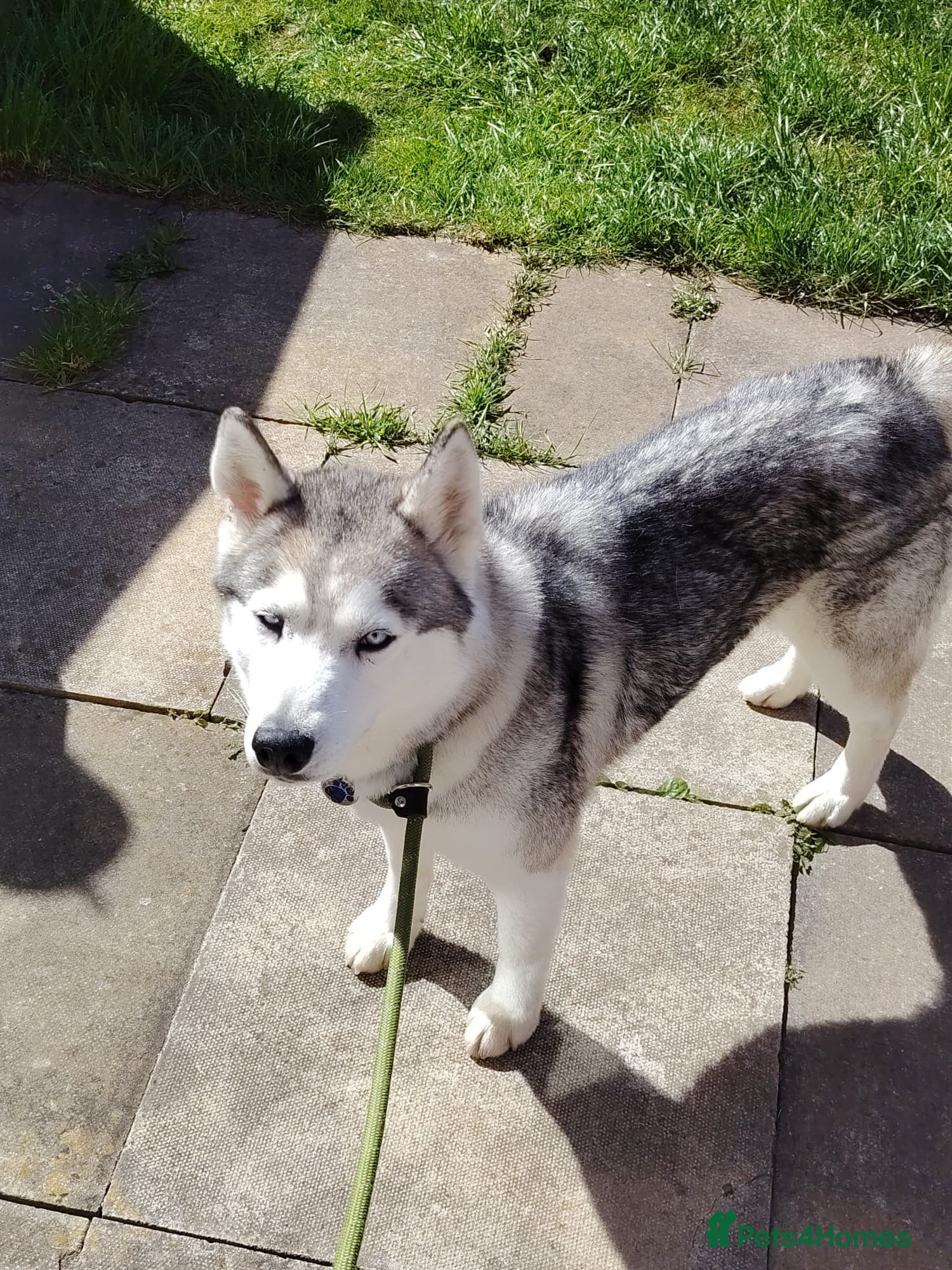 Lady — Siberian Husky