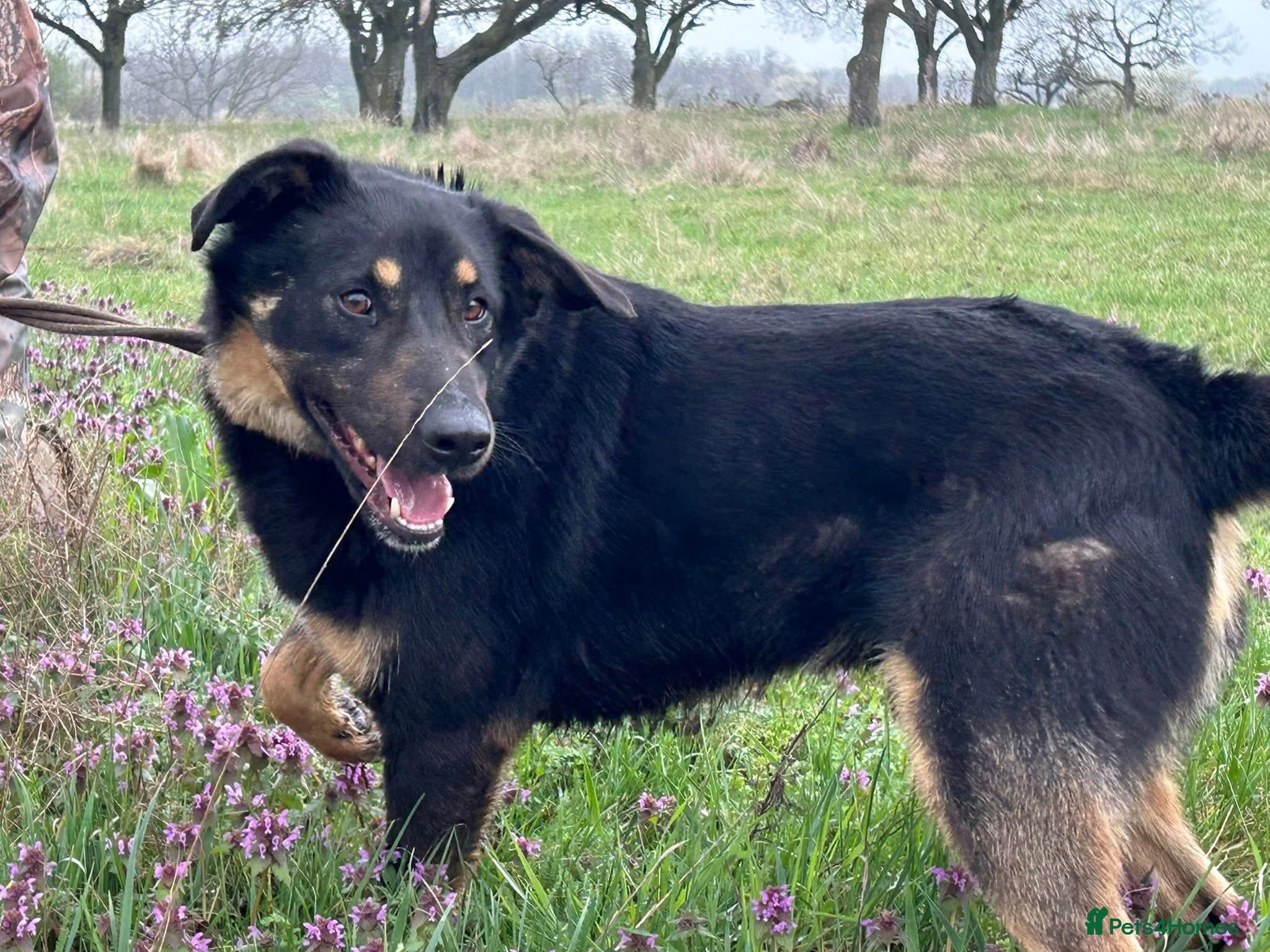 Romeo - Norwich Norfolk photo 3