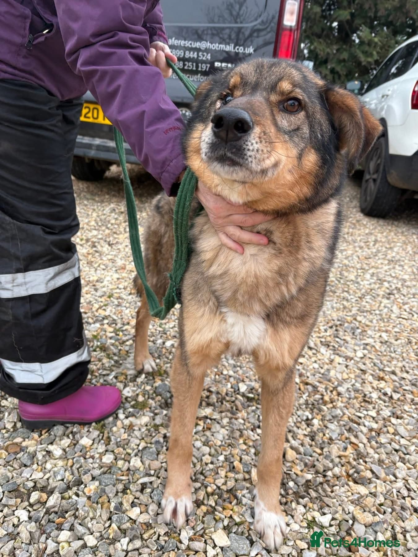 Rufus - Taverham Norfolk photo 9