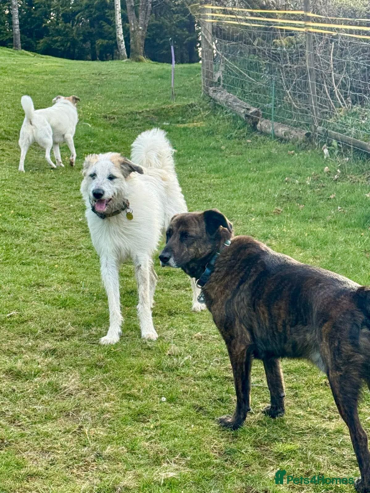 KALLIE- 18 months, loves dogs/playful/active/rural photo 8