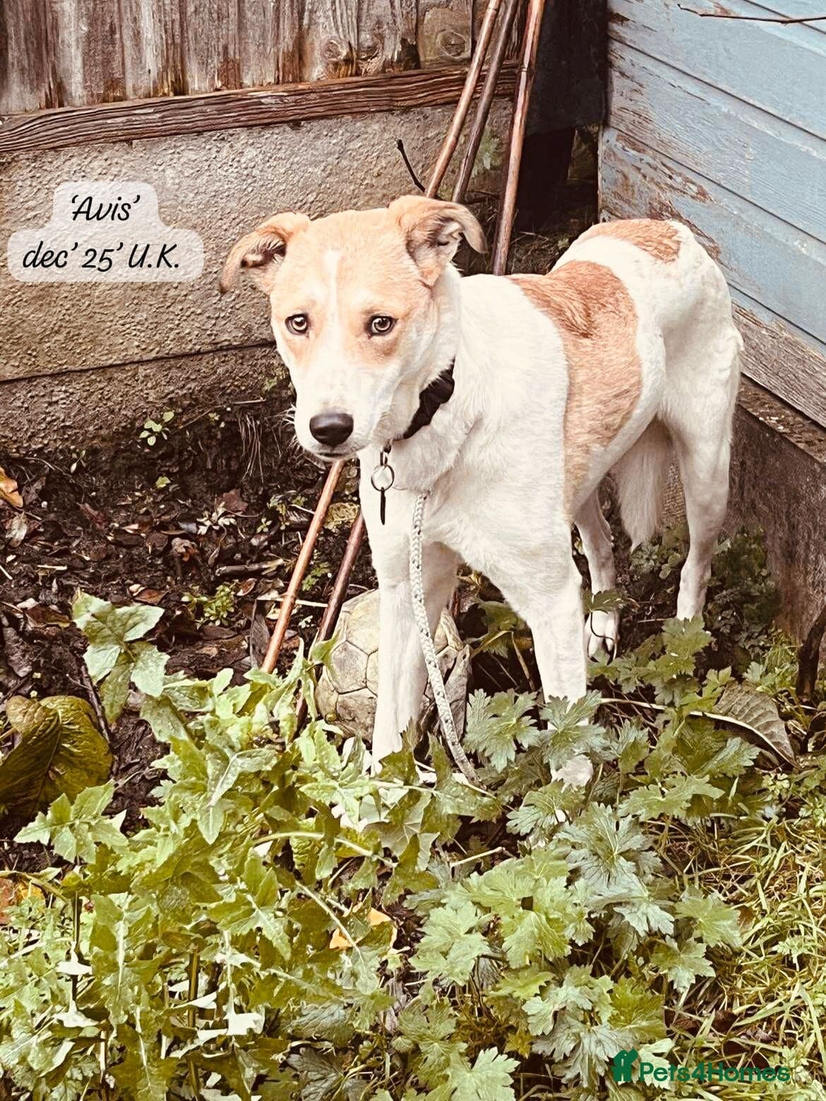 Avis- 20 months - photo 9