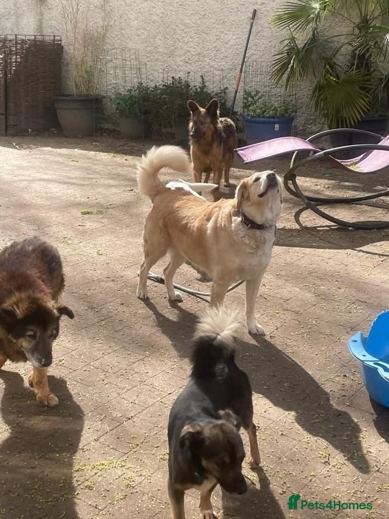 Meet Honey, currently residing in Guilford photo 4