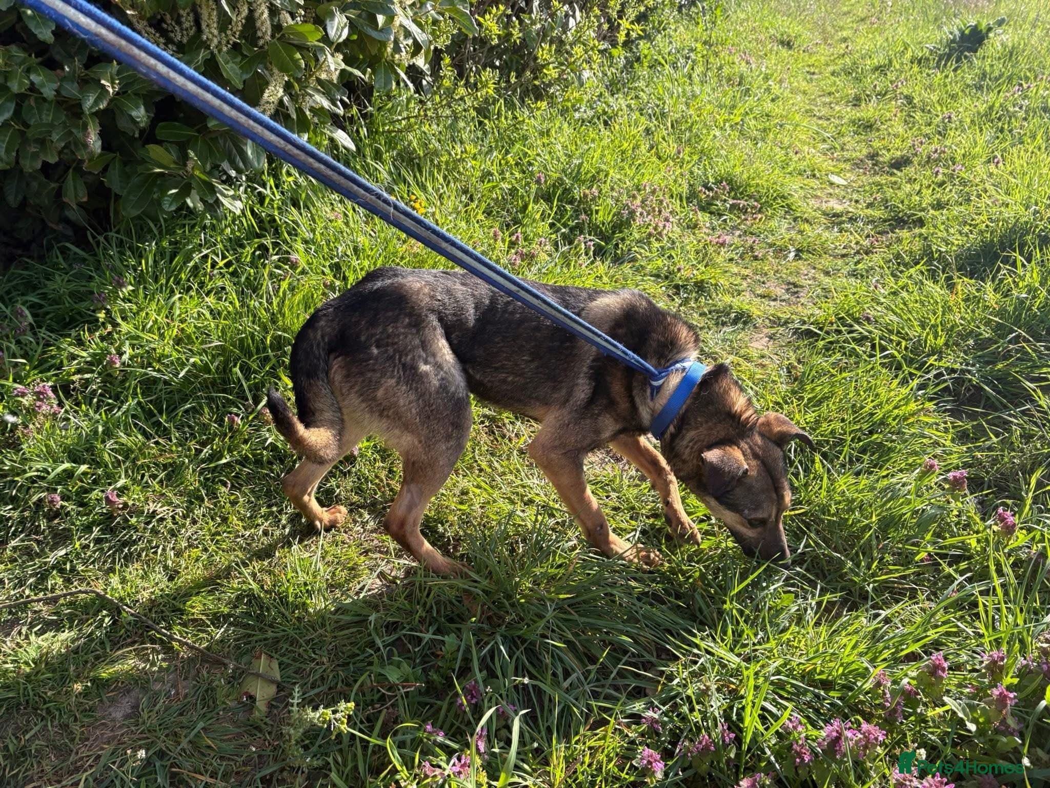 Jenkins - Norwich Norfolk photo 10