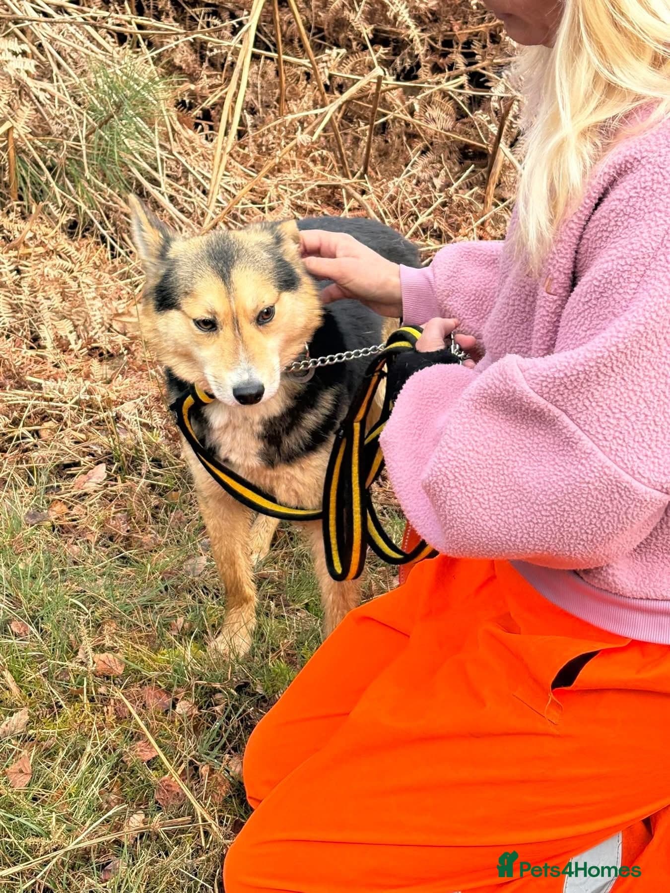 Bowie - Norwich Norfolk — Mixed Breed