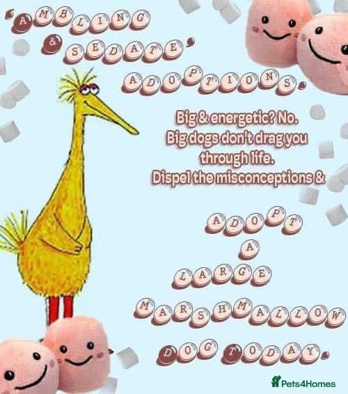 Maeve, 4 yrs approx. photo 6