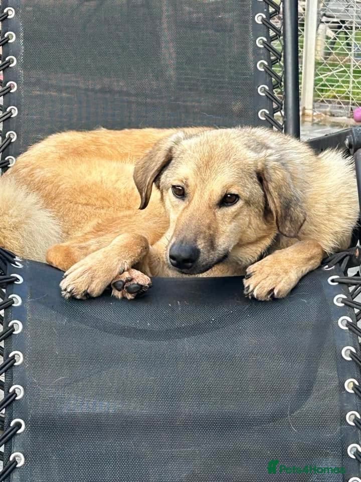 Pettern - Norwich Norfolk photo 25