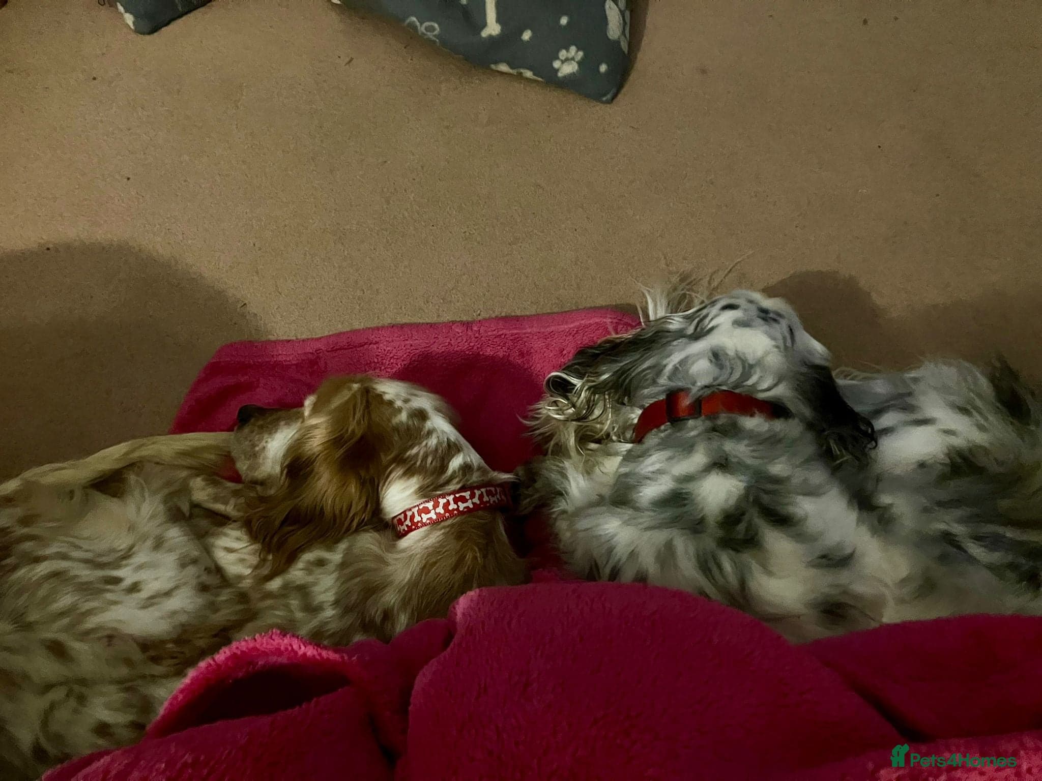 Hendy — English Setter