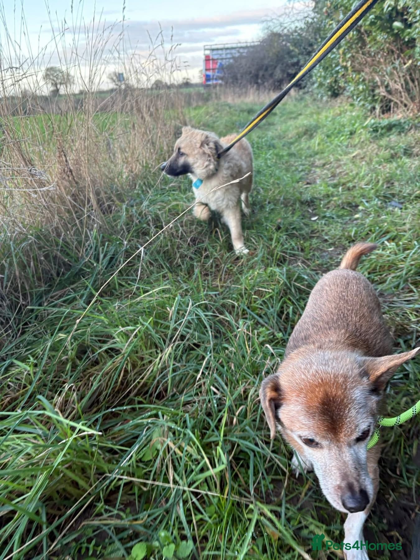 Finn - Norwich Norfolk photo 14