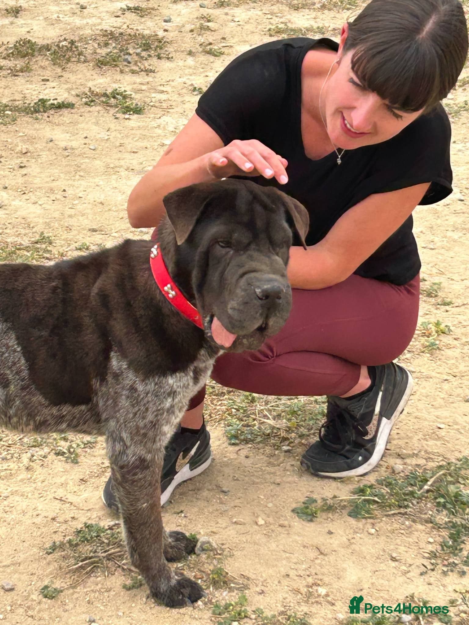 Teddy, sharpei cross, photo 4