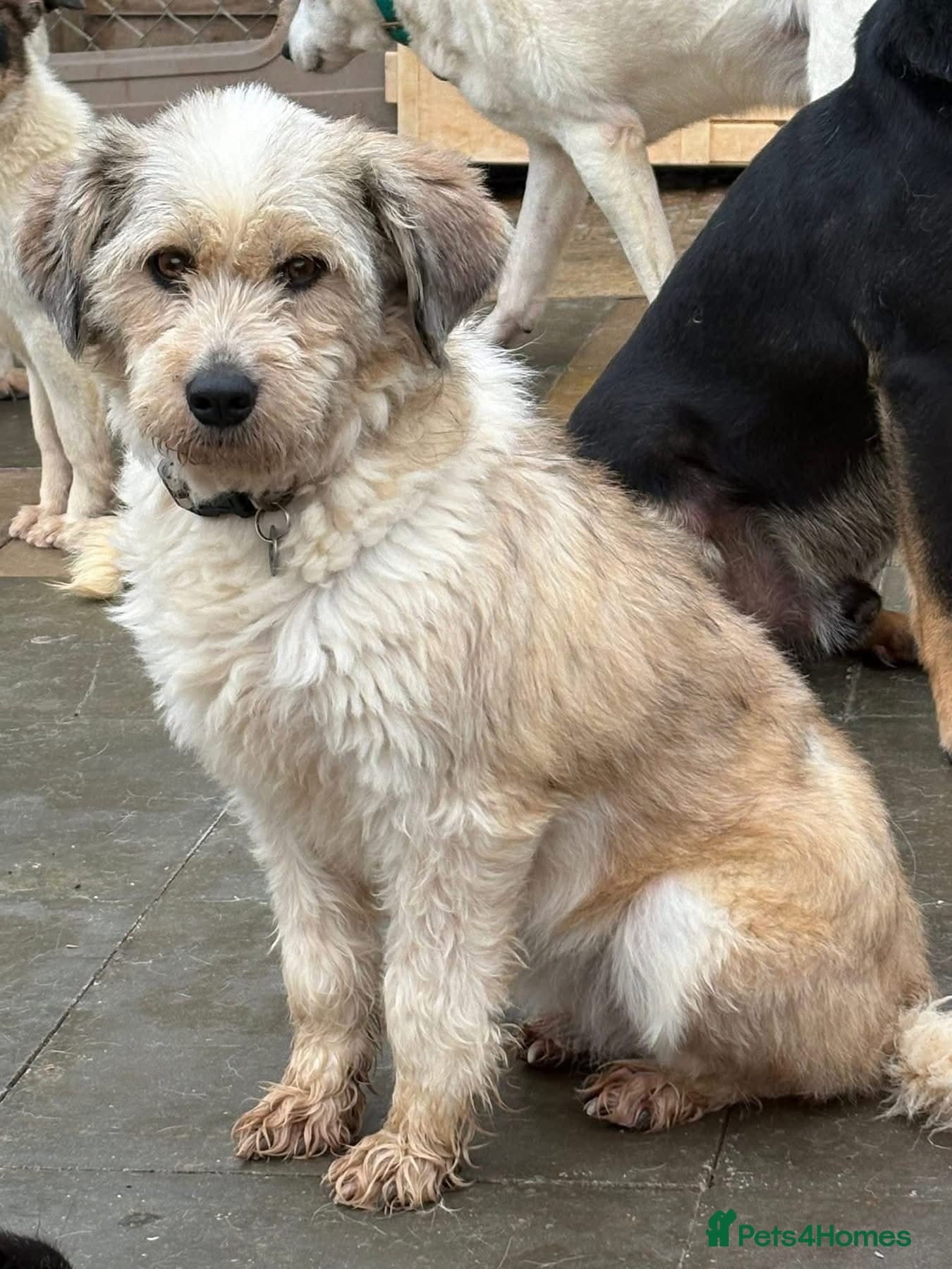 Kim - Norwich Norfolk photo 4