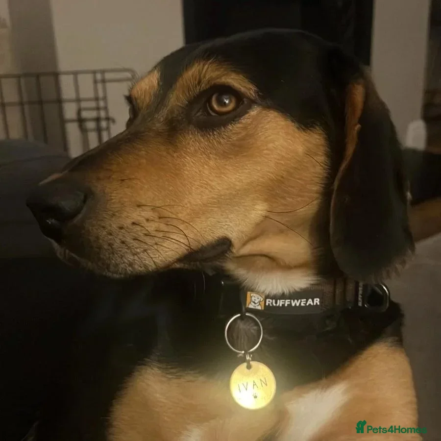 Ivan (Greek Harehound) photo 17