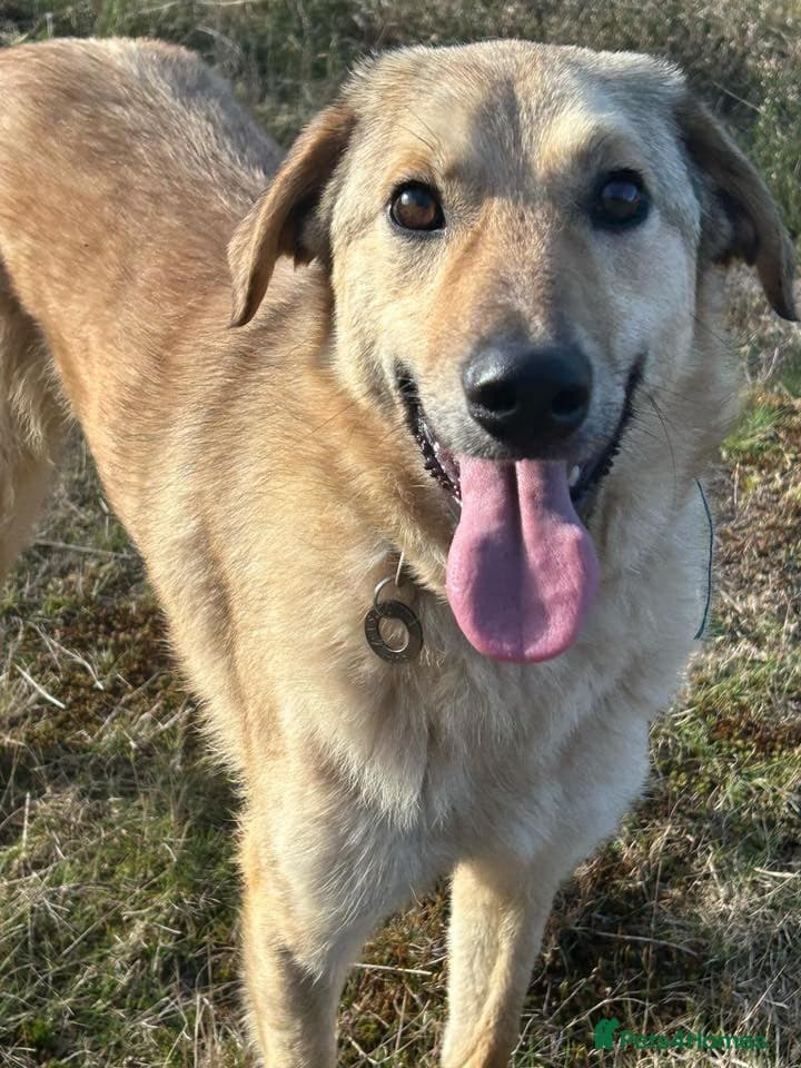 Pettern - Norwich Norfolk photo 7