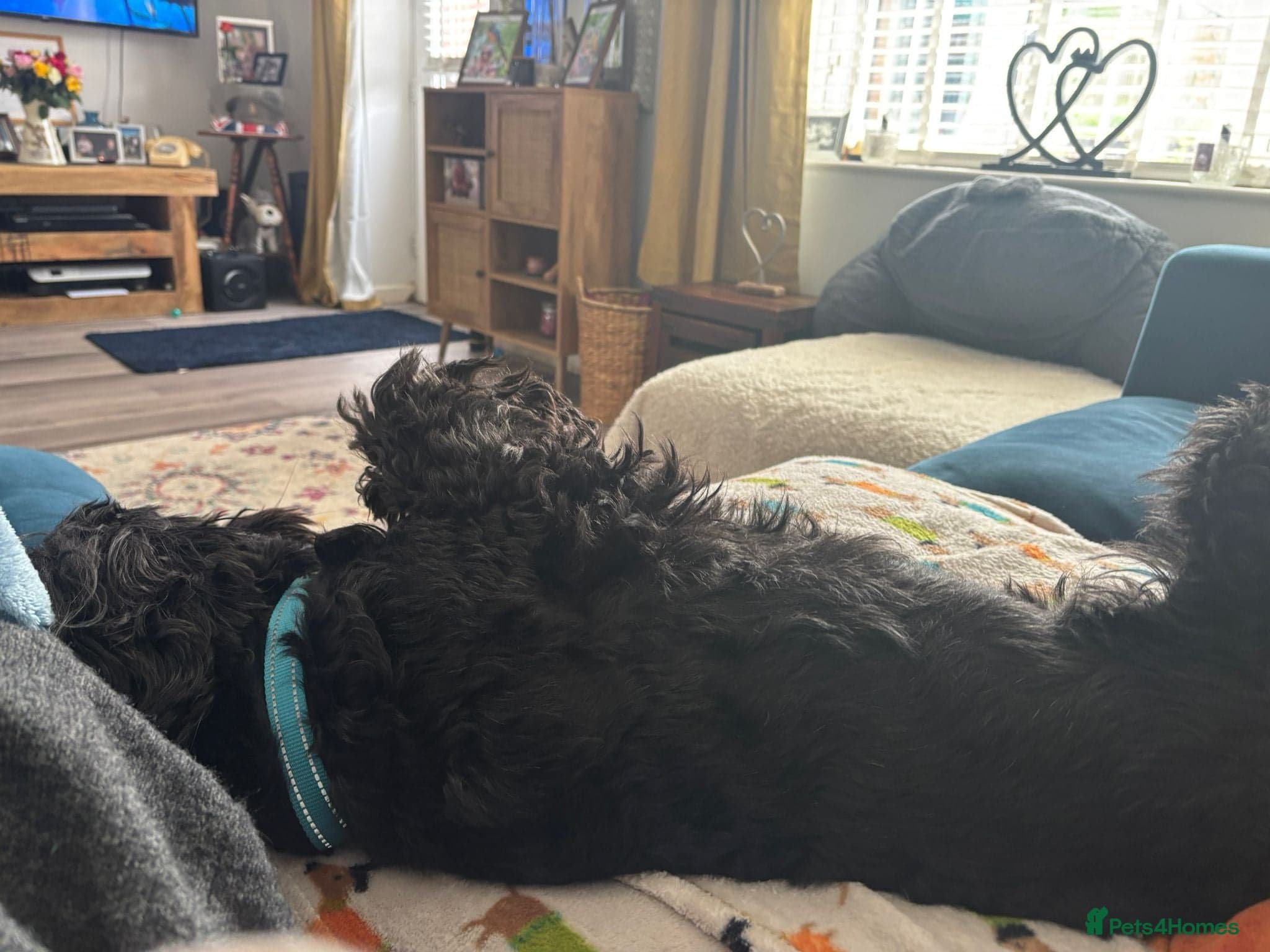 FOSTER or ADOPT💙JACK💙- 4.5-year-old Cockapoo boy photo 5