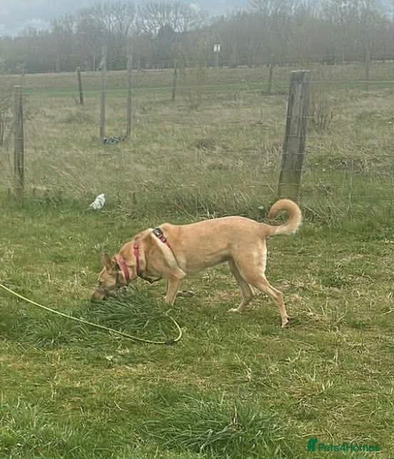 Ella stunning lady photo 2