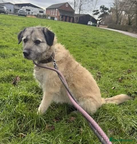 Meet Sage, currently residing in Cheshire photo 6