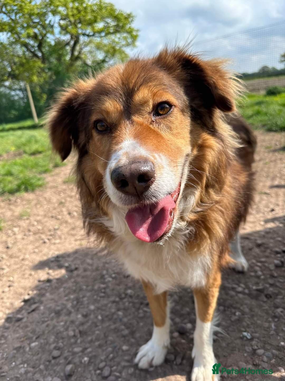 Meet Pongo, currently residing in Cheshire photo 17