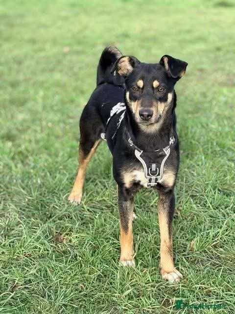 Meet Puffin currently residing in Essex photo 6