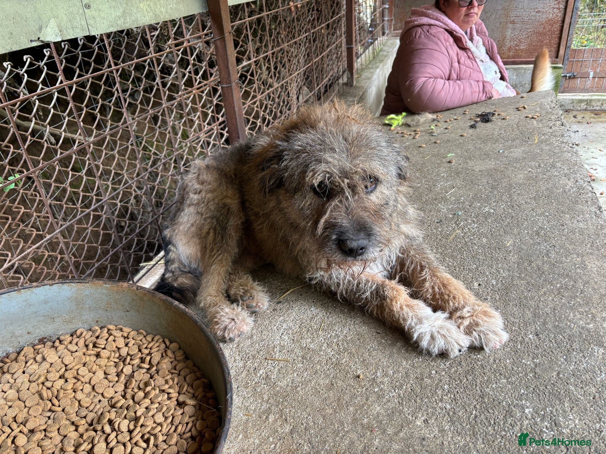 year old Fionn photo 4