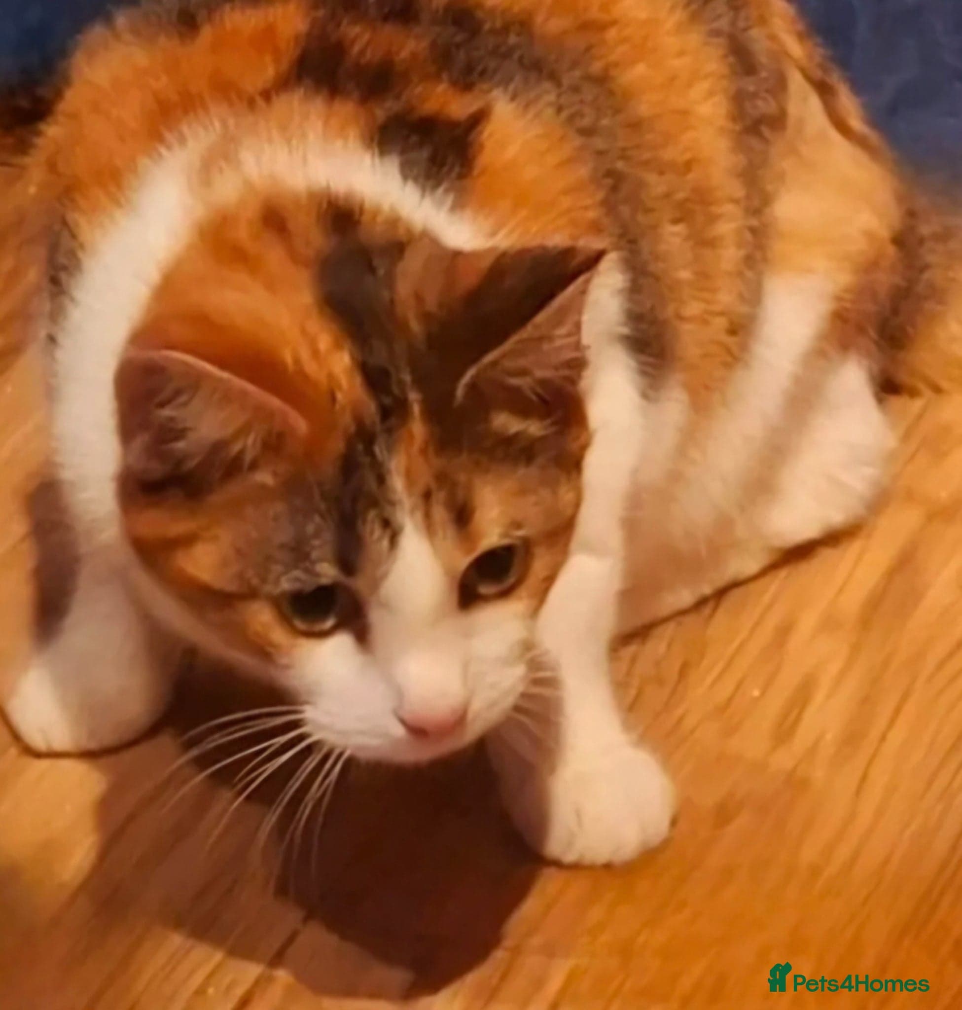 Rose — Mixed Breed