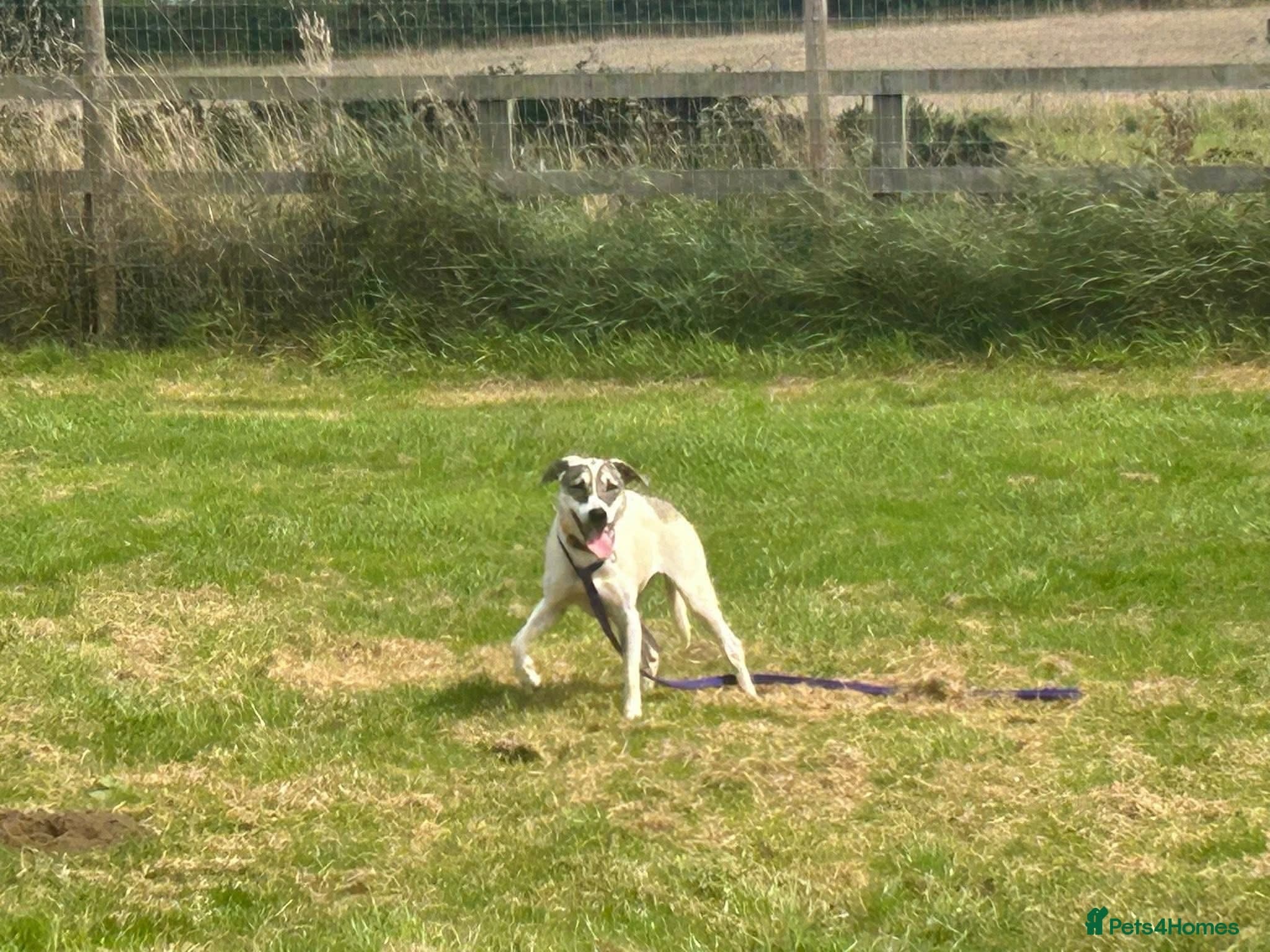 Lotty (2) Norwich Norfolk photo 9