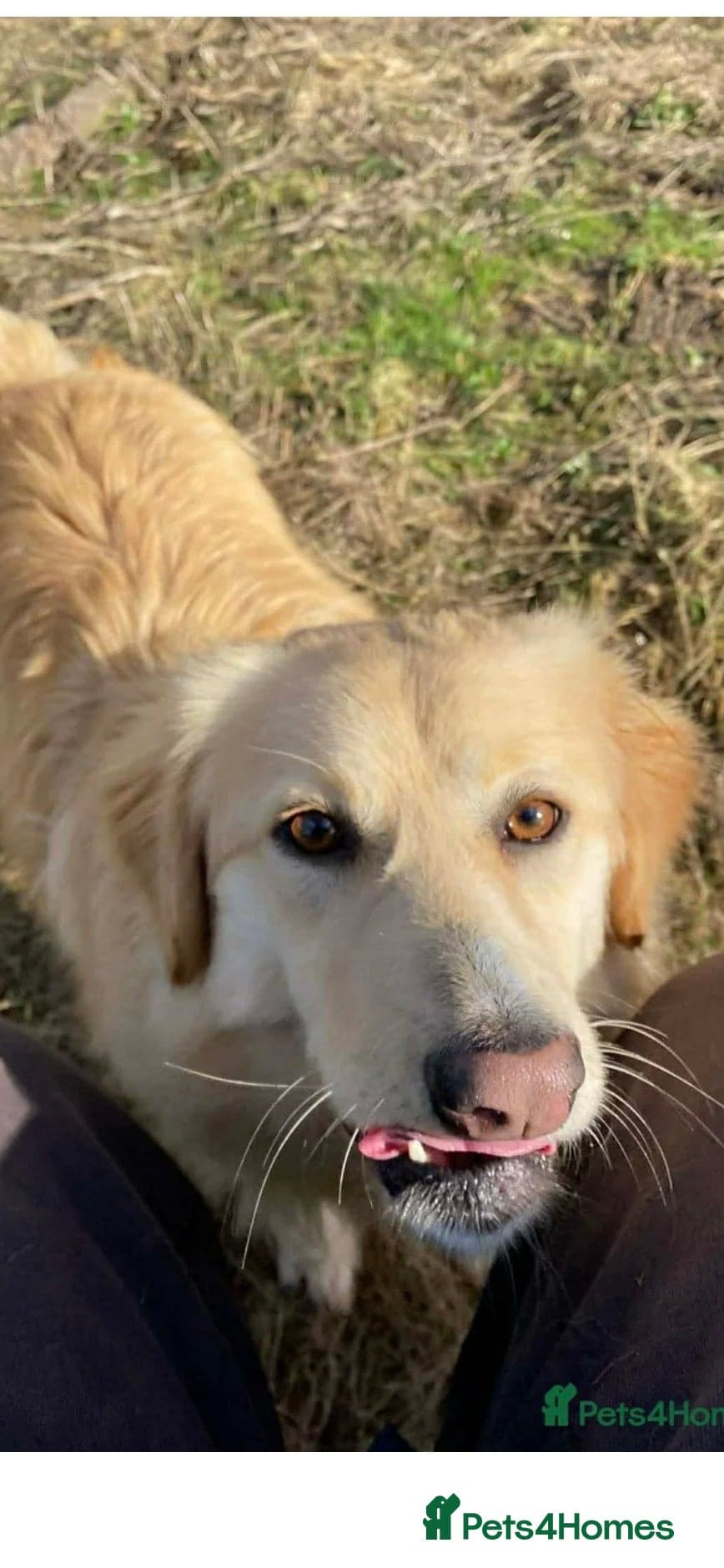 Perdita - now reserved — Mixed Breed