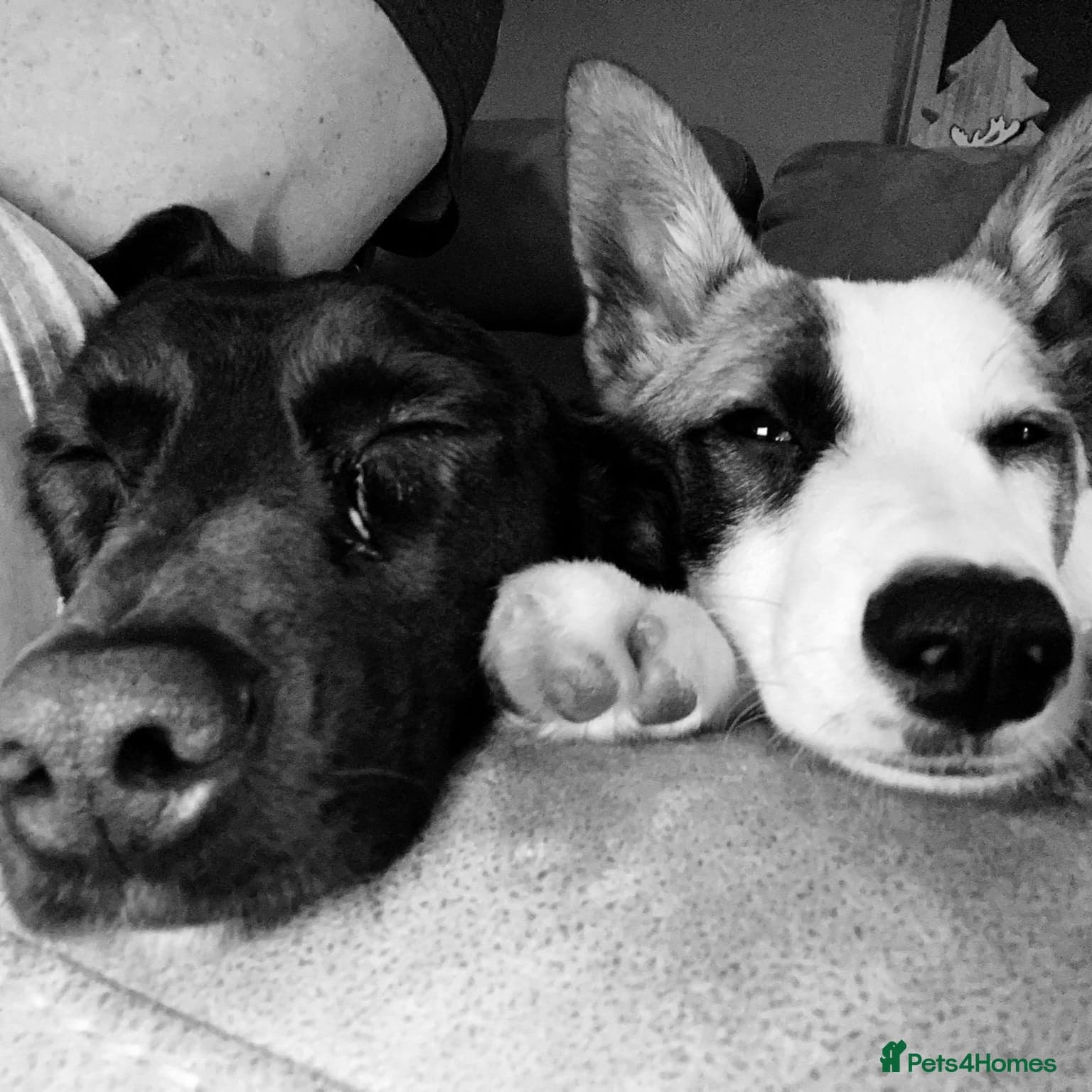 ️🐶 bela photo 5