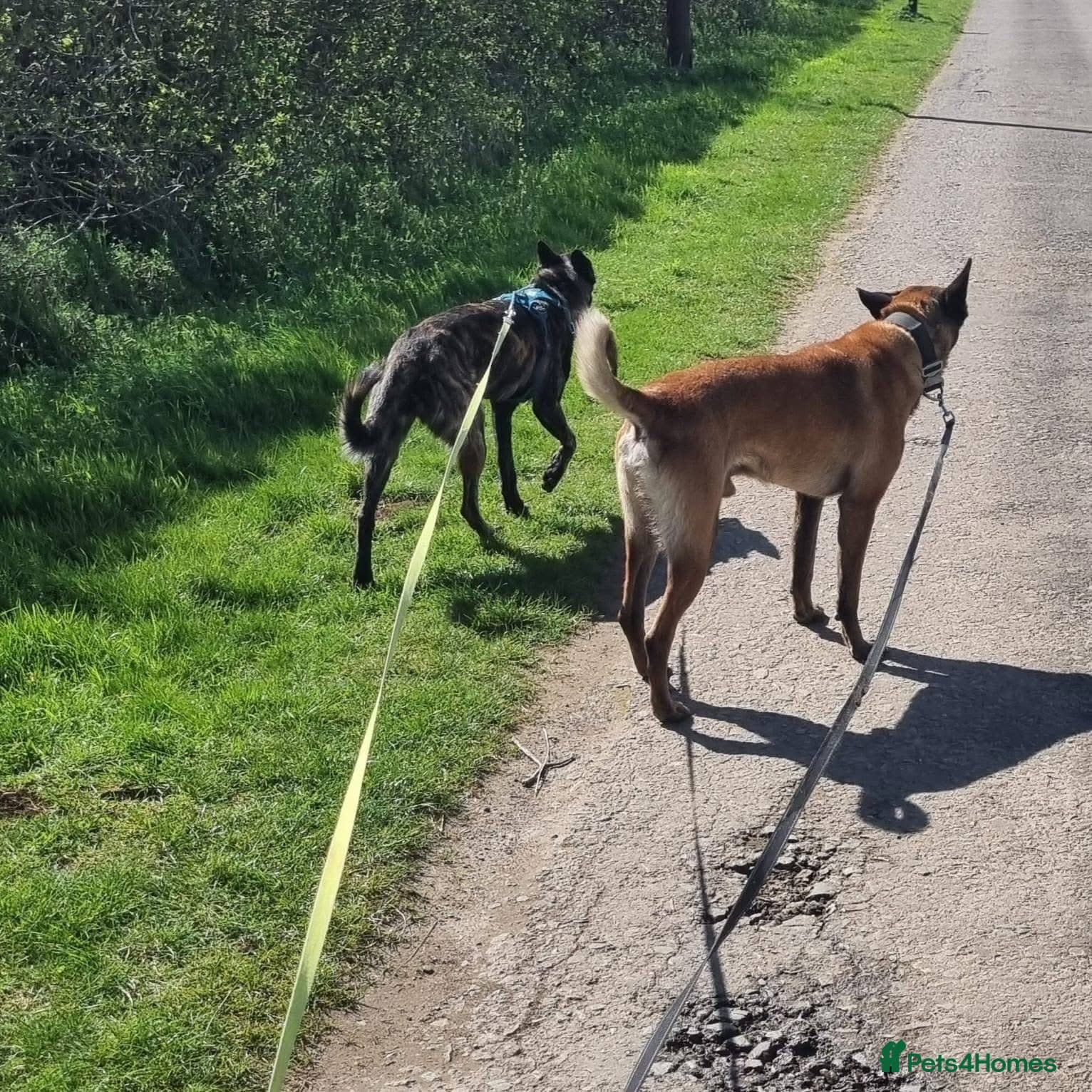 Shadow — Belgian Shepherd
