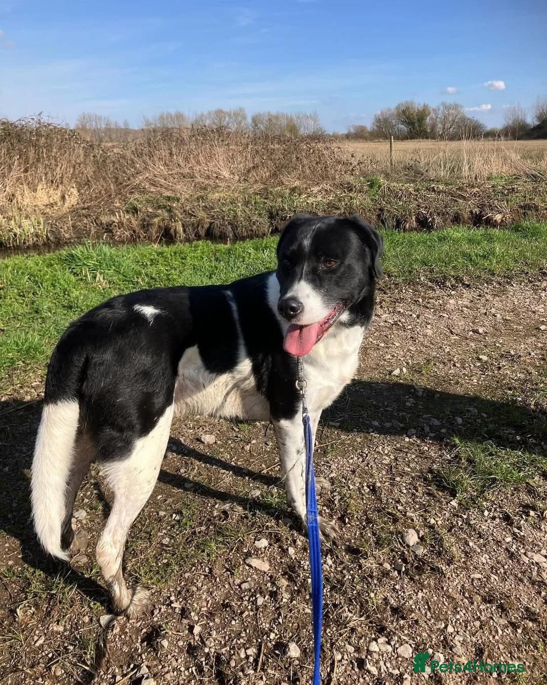 Caleb - our gentle giant💙 — Mixed Breed