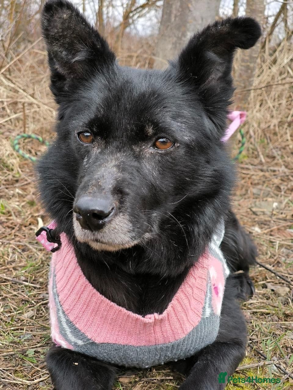 ๏ธ๐ถ tofa photo 31