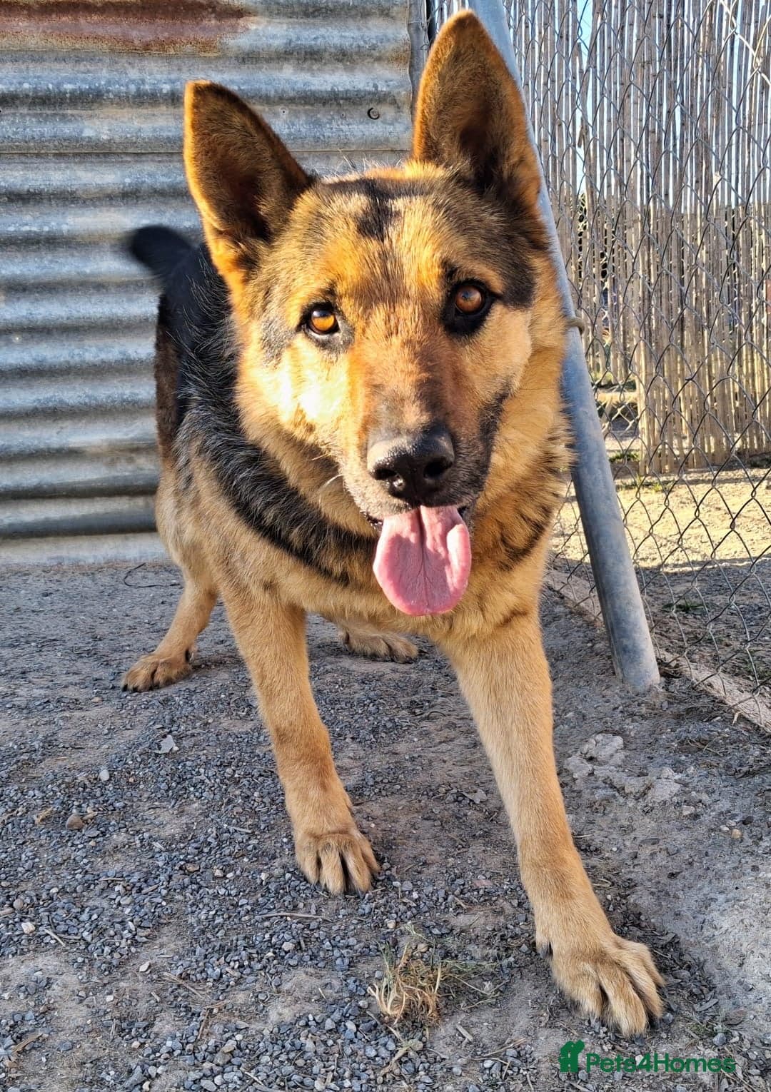 ️URGENT‼️🚨 Bandit 💙🐾 photo 6