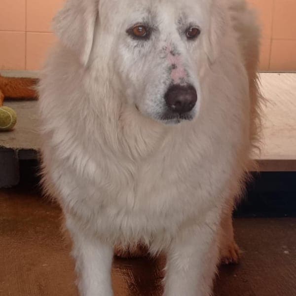 DOROTHY — Pastore Maremmano Abruzzese