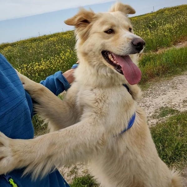 Adele — Golden Retriever