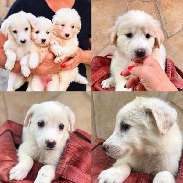 6 cuccioli maremmani — Pastore Maremmano Abruzzese