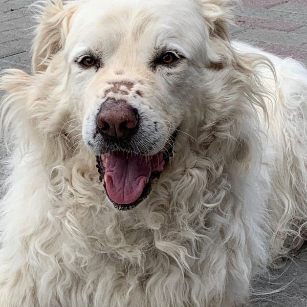 Flebo — Pastore Maremmano Abruzzese