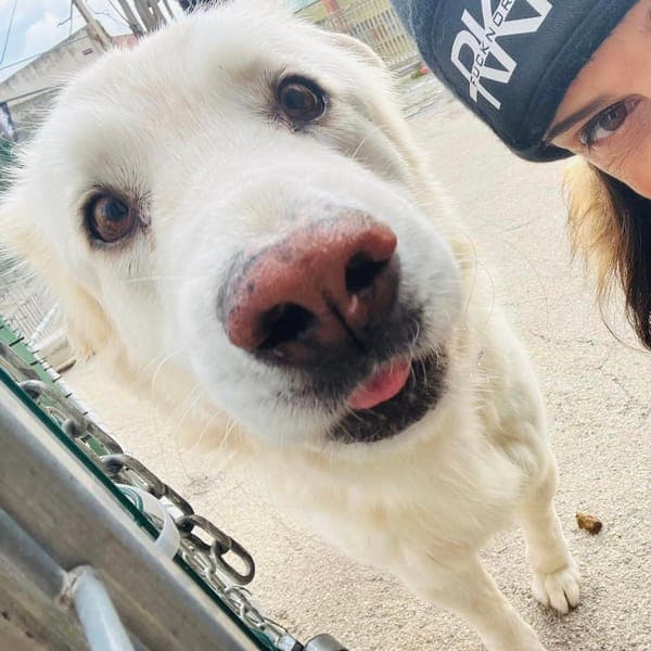 Dia — Pastore Maremmano Abruzzese