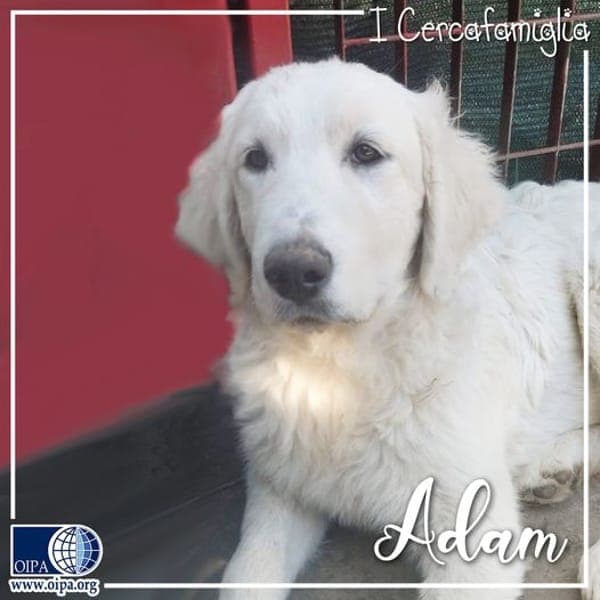 Adam — Pastore Maremmano Abruzzese
