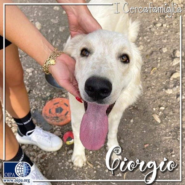 Giorgio — Pastore Maremmano Abruzzese