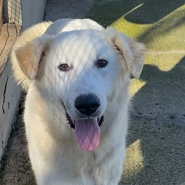 JIGEN — Pastore Maremmano Abruzzese