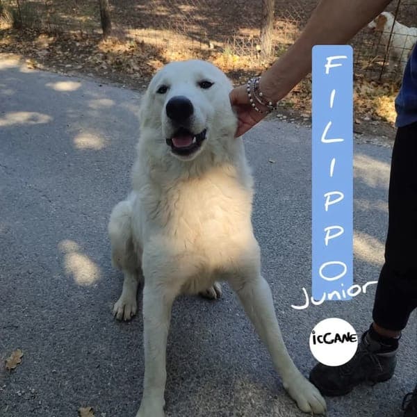 Filippo — Pastore Maremmano Abruzzese
