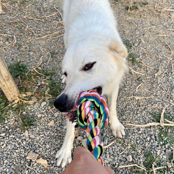 white — Pastore Maremmano Abruzzese