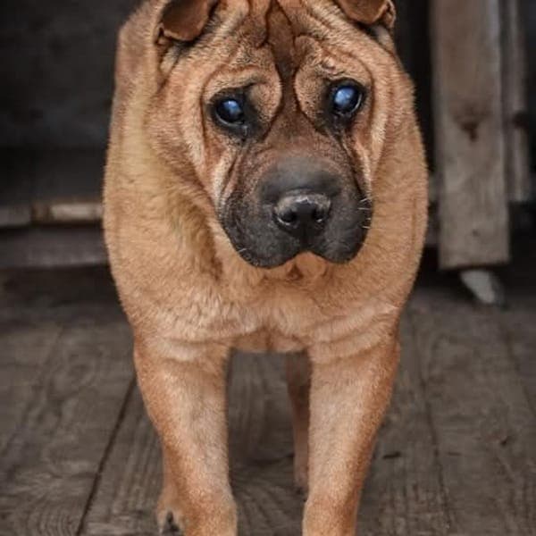 fido — Shar Pei