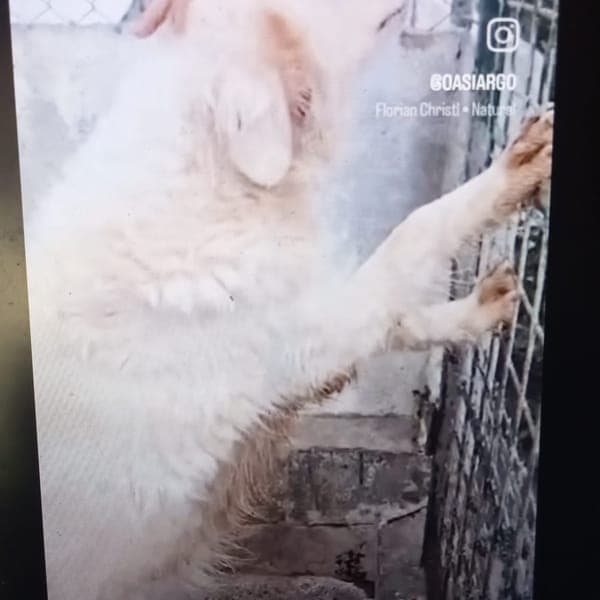 bonnie — Pastore Maremmano Abruzzese