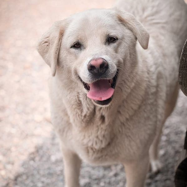 LOTTA — Pastore Maremmano Abruzzese