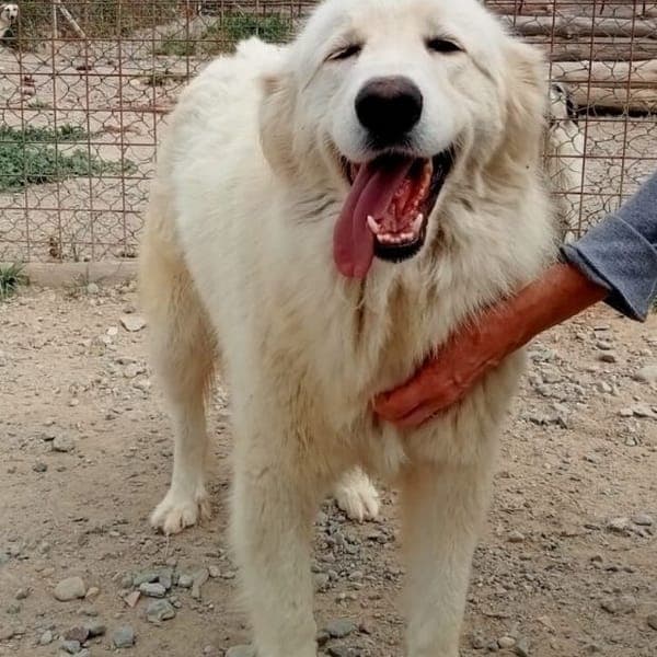 RAMONA — Pastore Maremmano Abruzzese