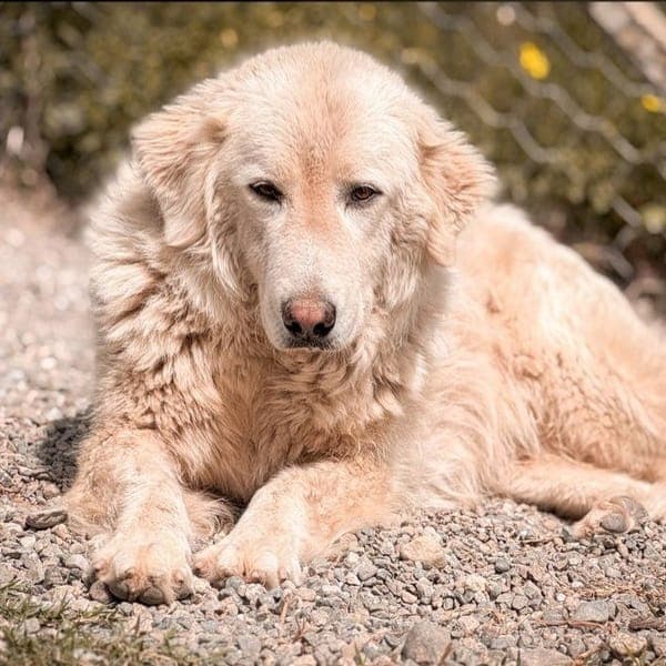 ghea — Pastore Maremmano Abruzzese